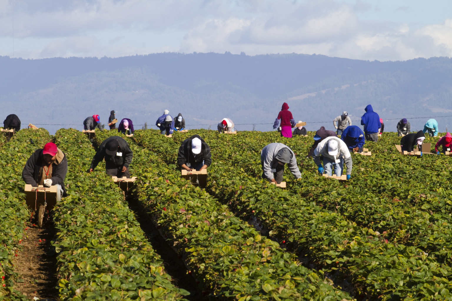 female-farmworkers-and-rape-sexual-assault-and-harassment-persist-in