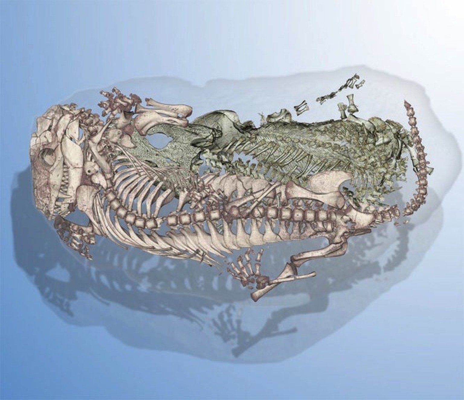 Burrow Fossils Show Amphibian, Mammalian Ancestor Shared Home 250 Million Years Ago HuffPost