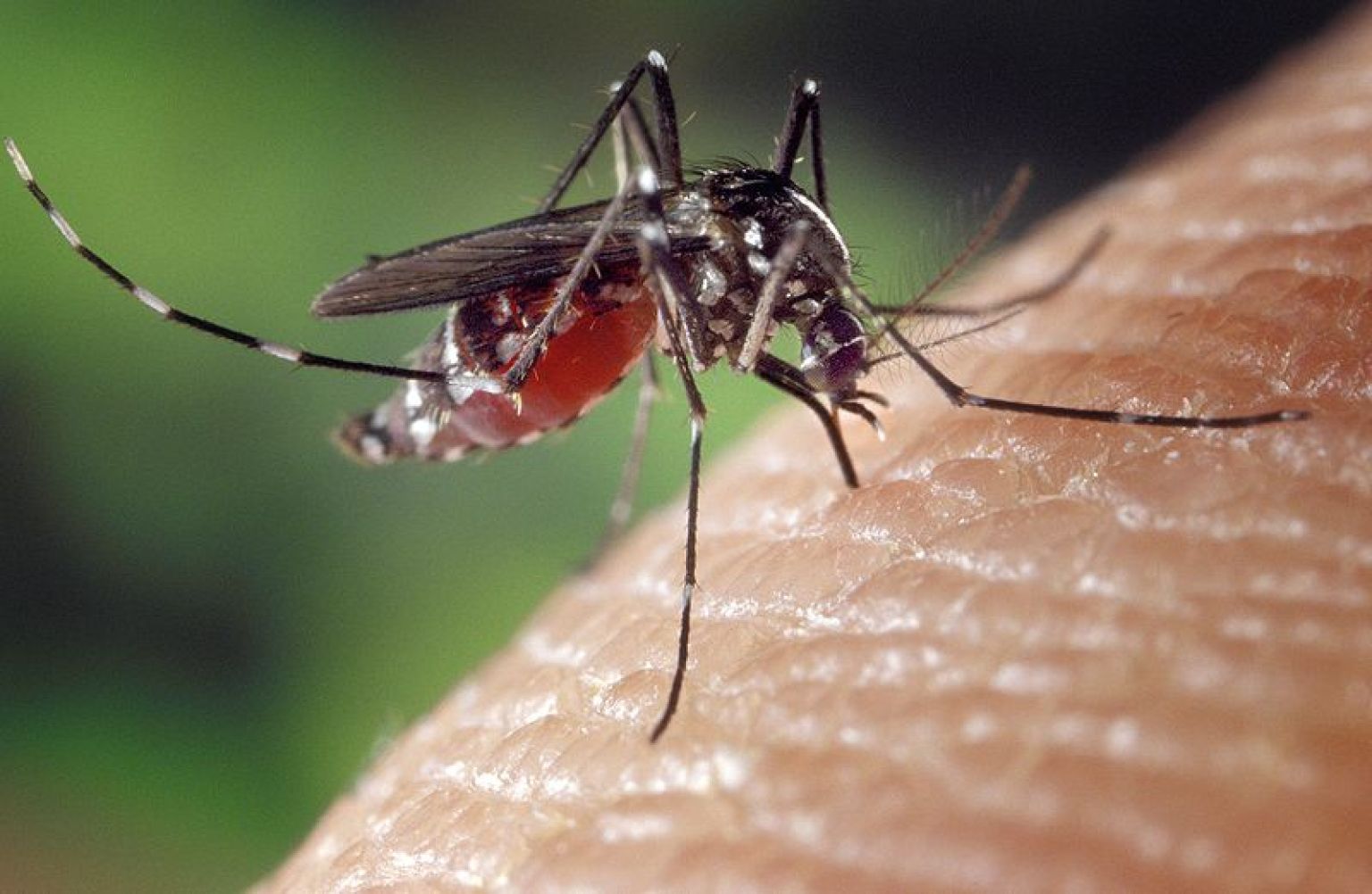 Tiger Mosquitoes Invade New Jersey, As Experts Warn Residents To Take