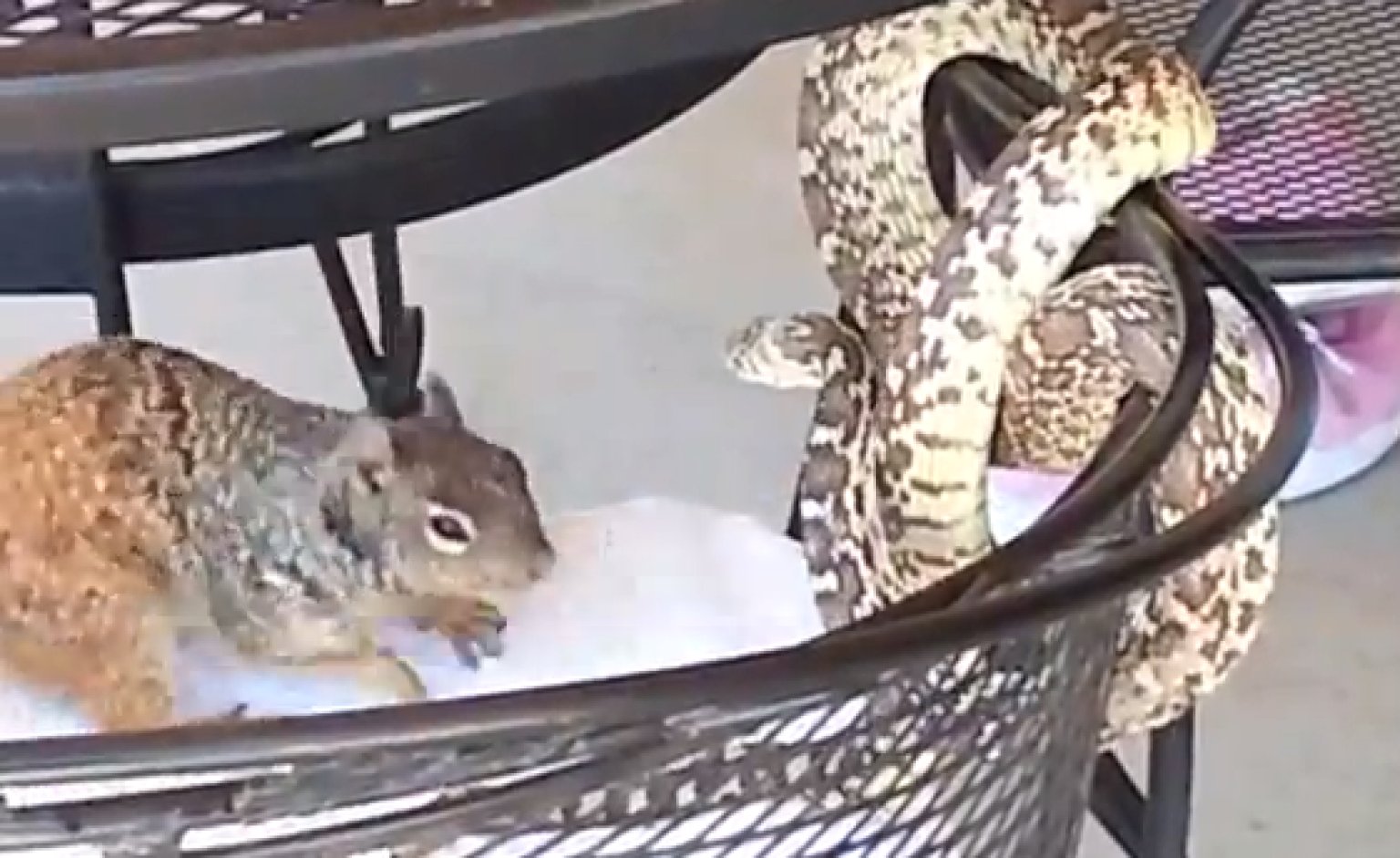 Squirrel vs. Snake VIDEO Whose Side Are You On? HuffPost