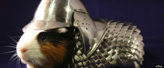 guinea pig armor sold
