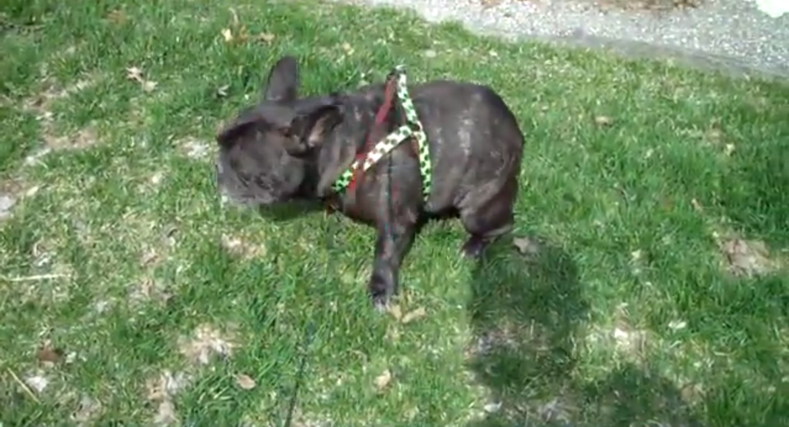 French Bulldog Is Scared Of Its Own Farts (VIDEO) HuffPost UK