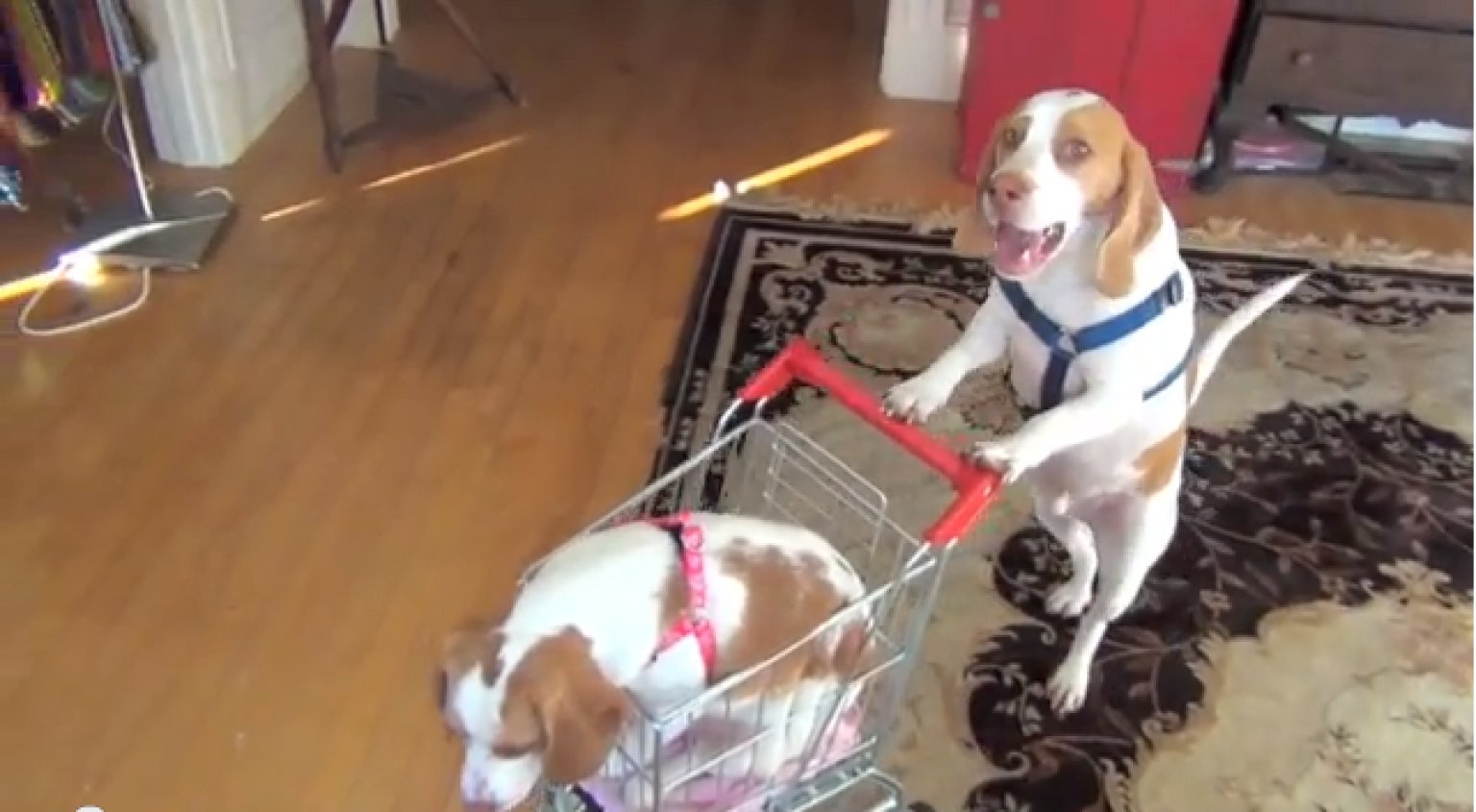 Dogs' Shopping Cart Journey Maymo The Beagle Takes Sister To The