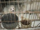 ASPCA Uses Photos Of Sick, Mistreated Dogs In Puppy Mills Fight