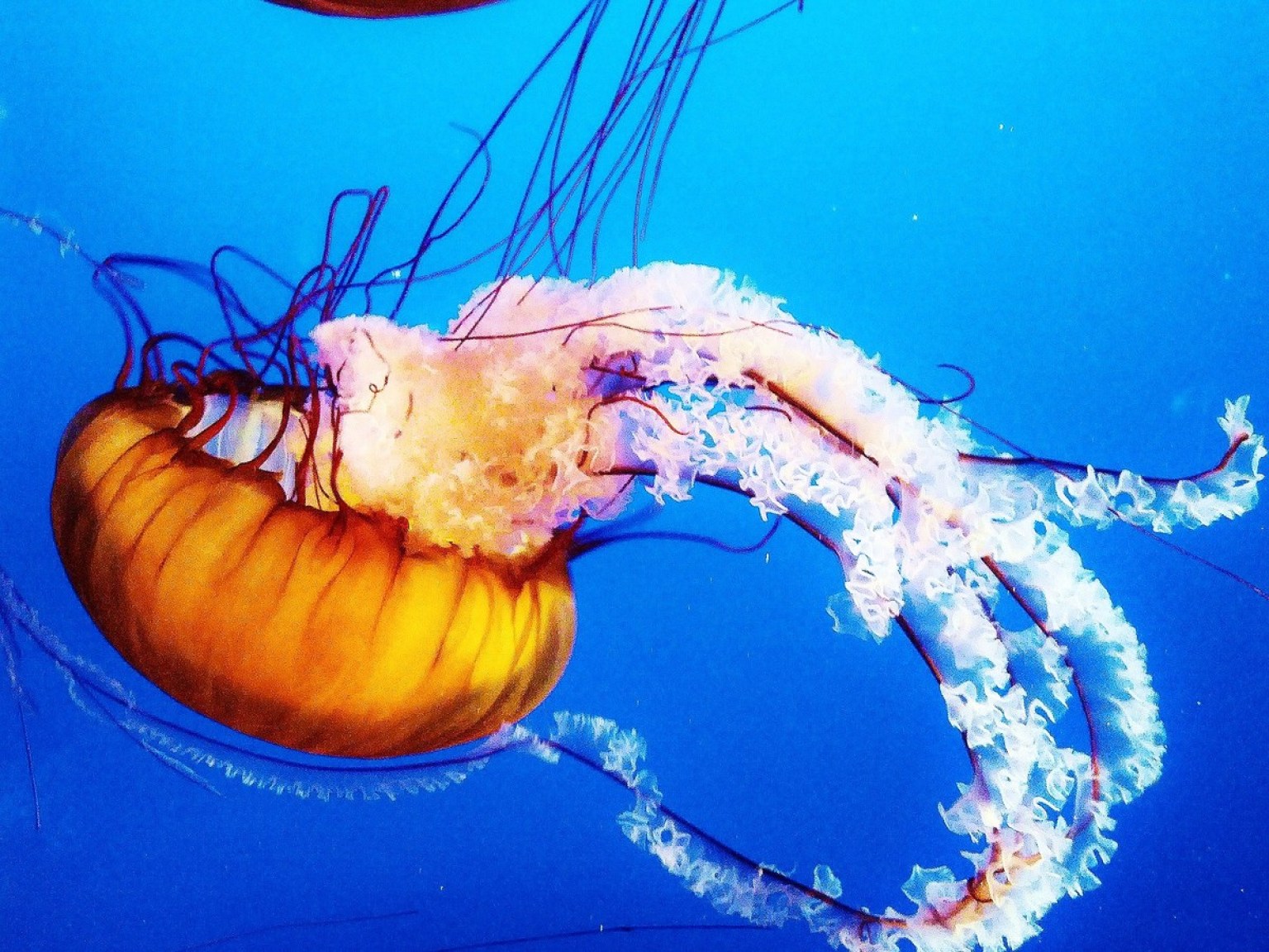 GPS Guide 19 Graceful Jellyfish Sure To Make You Feel Less Stressed