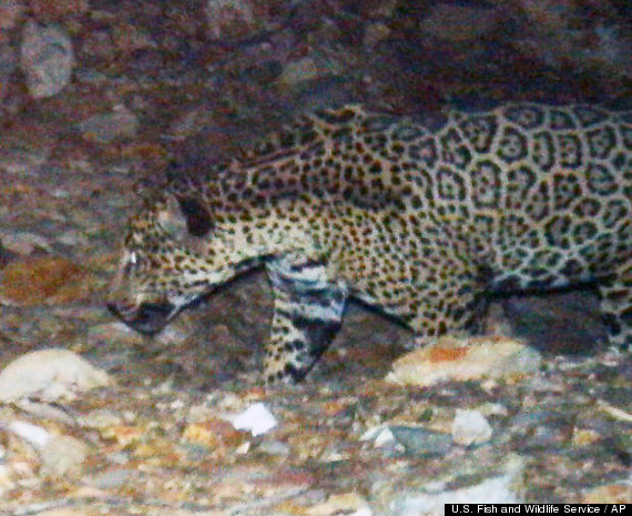 jaguar photo arizona
