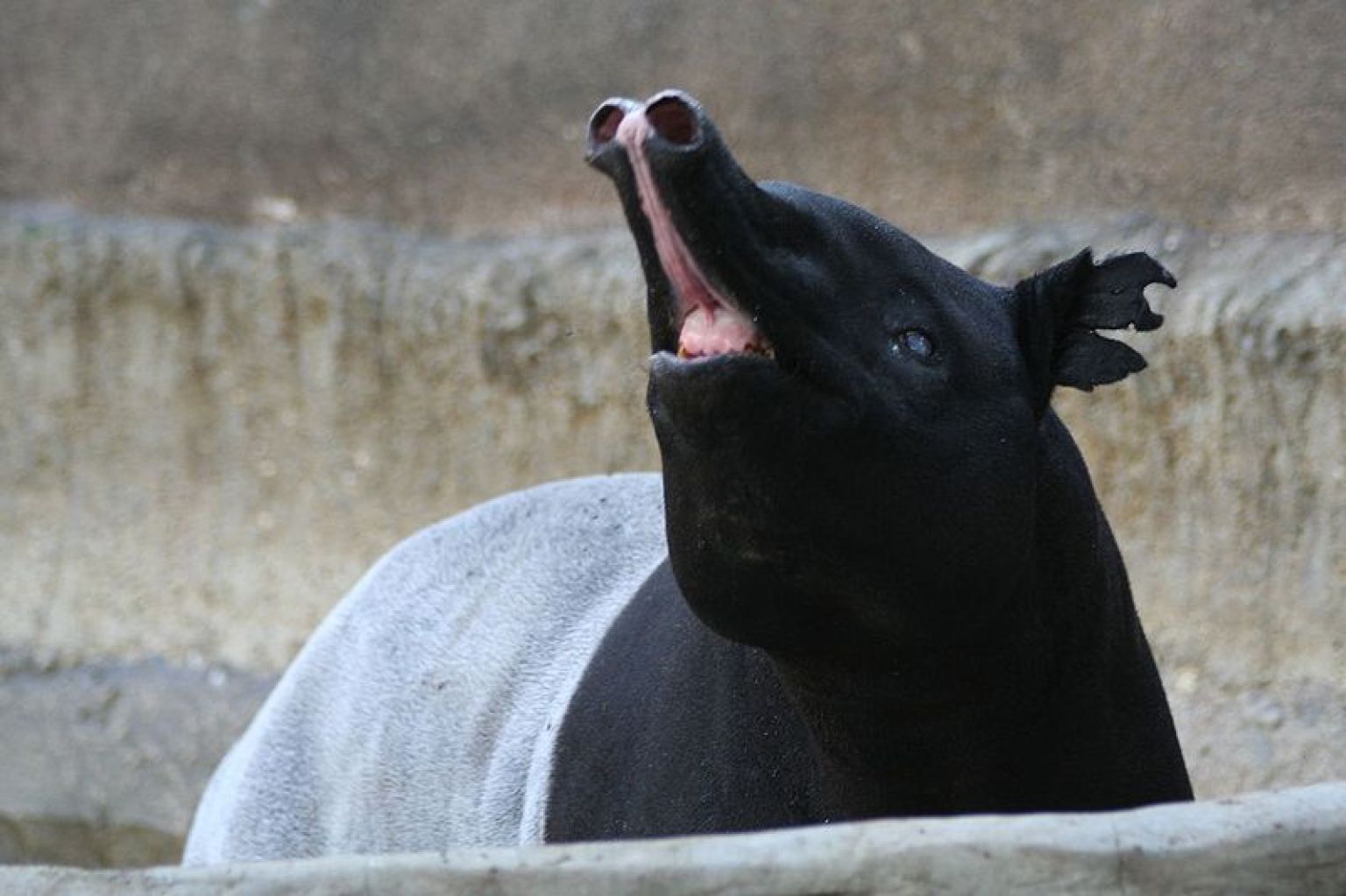 Tapir Penis: All Length, No Skill, Yet Completely Humbling (VIDEO)