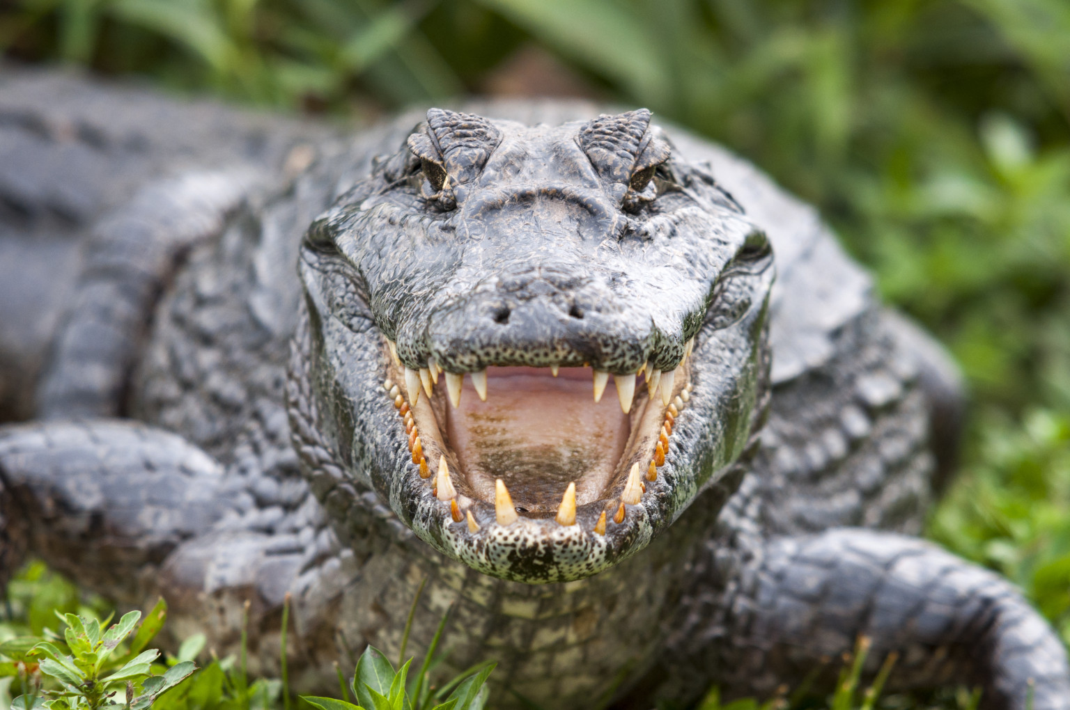 alligator-fishing-sends-two-hialeah-men-to-court-video