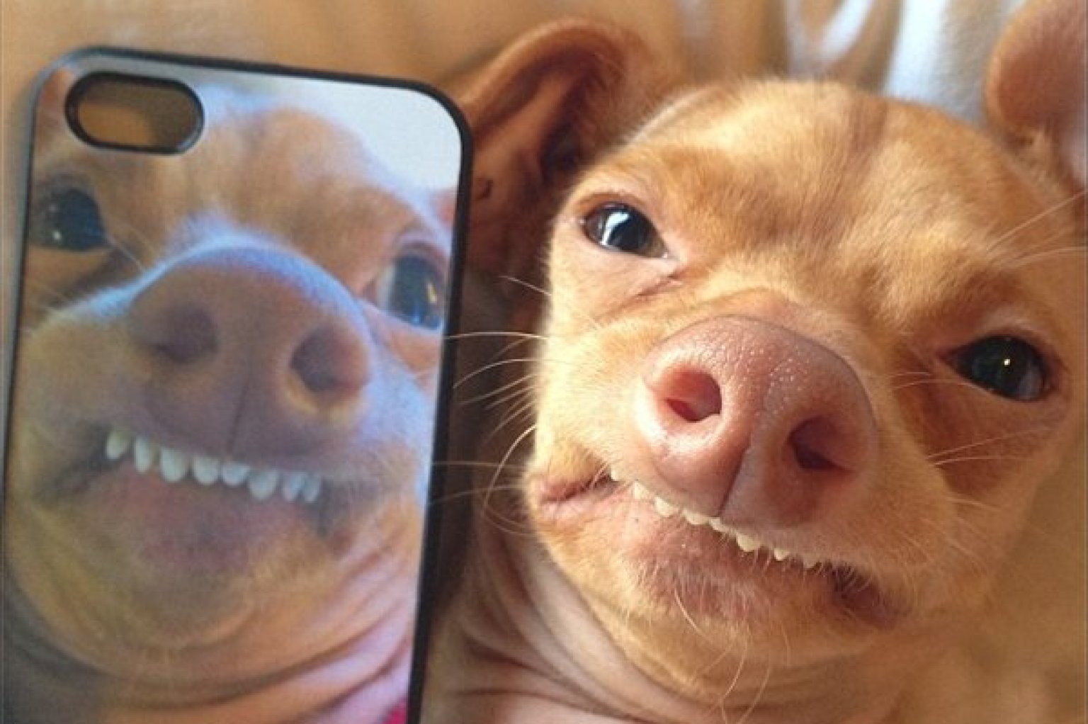 Tuna, Dog Once Dumped By A Road, Now Has 400K Instagram ...