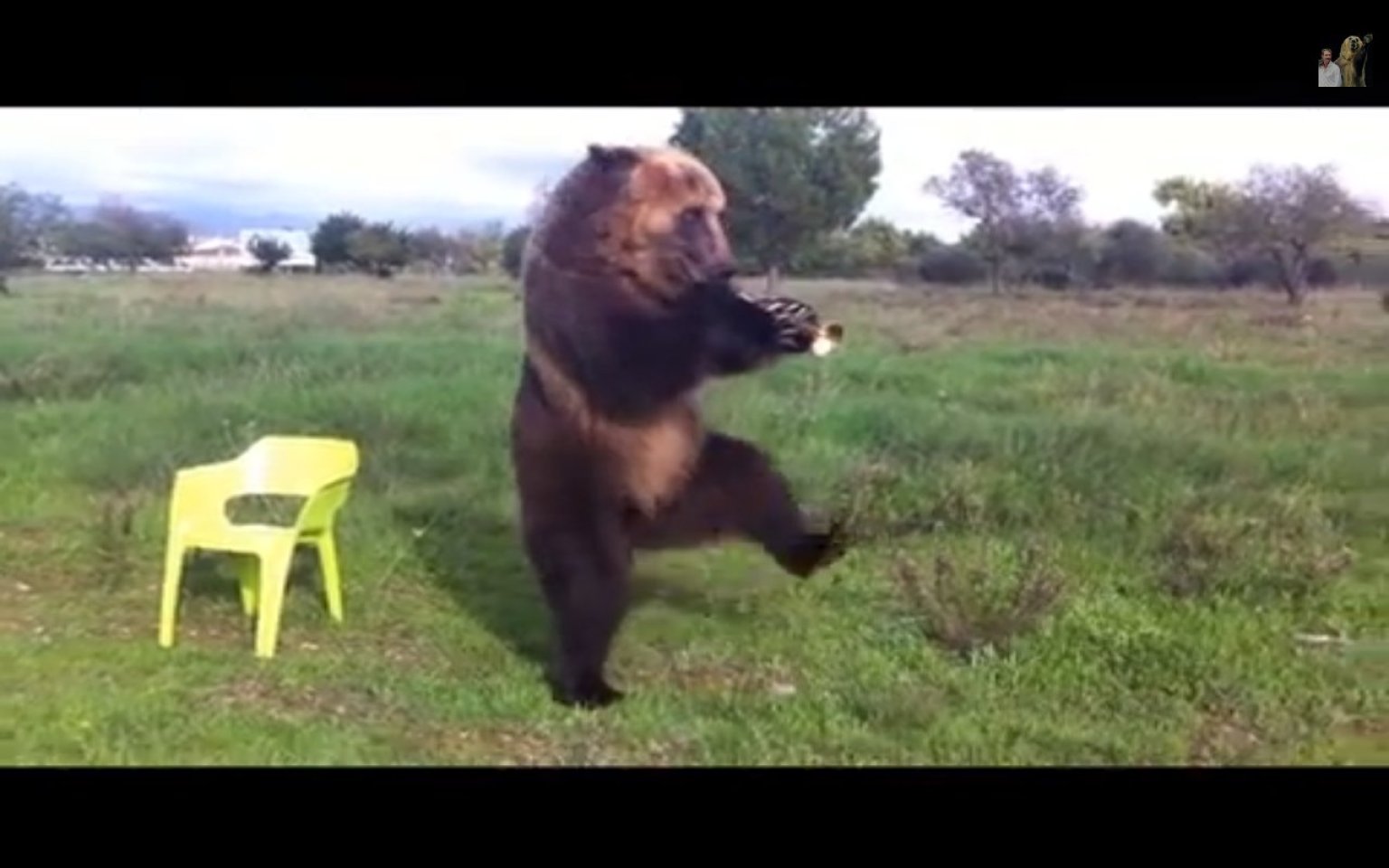 o-DANCING-BEAR-facebook.jpg