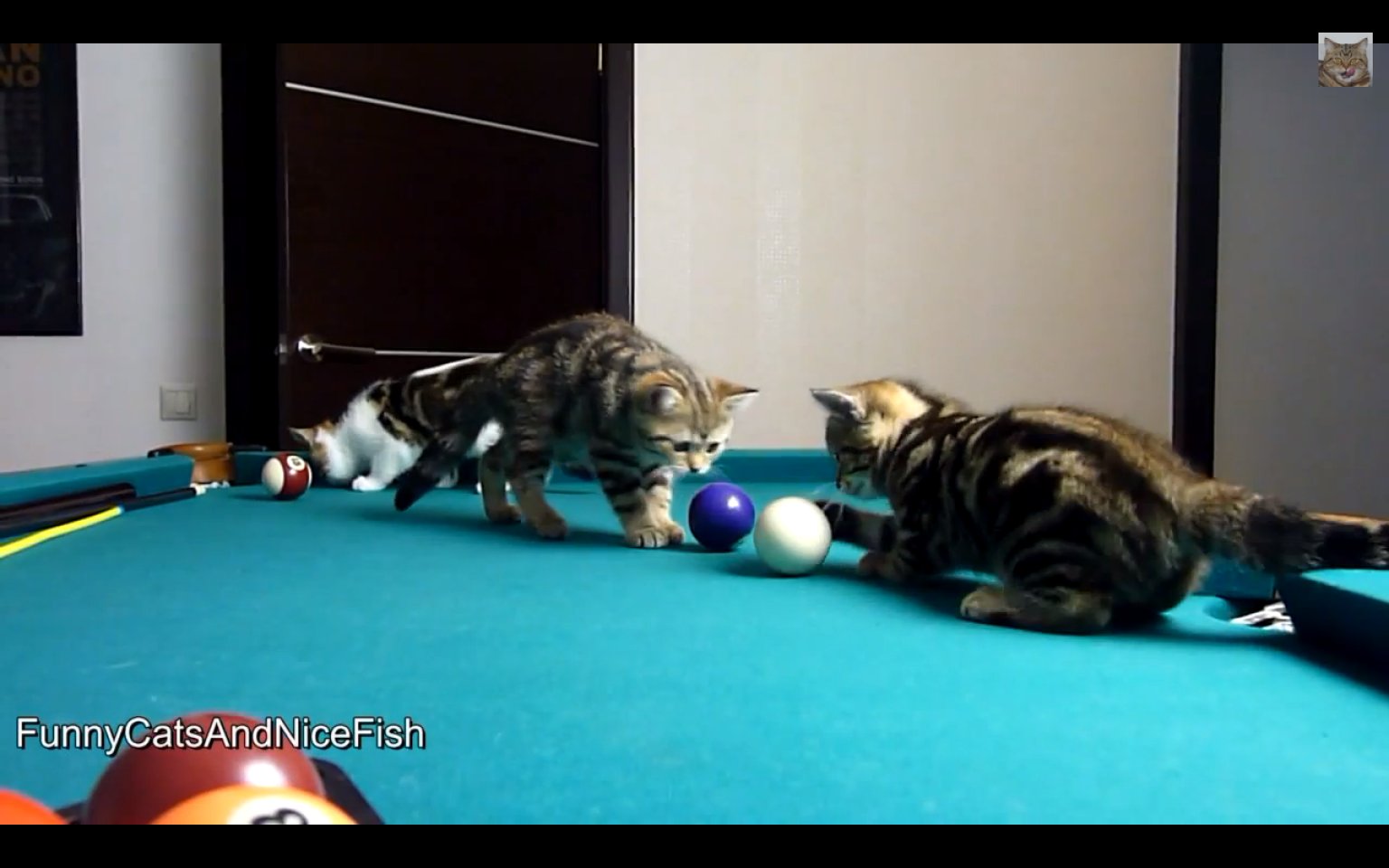Adorable Kittens Learn How To Play Billiards (VIDEO) HuffPost