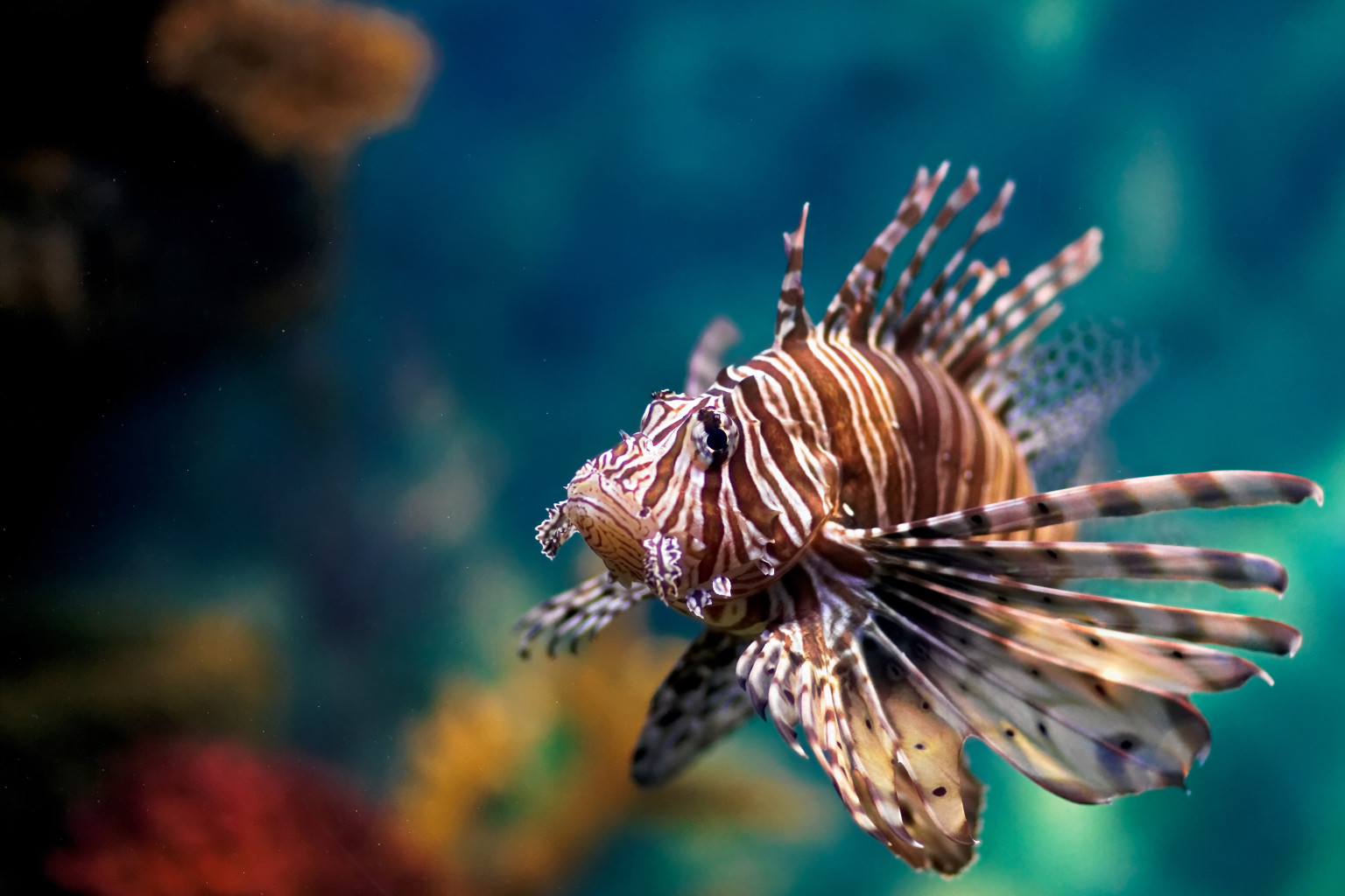 Invasive Lionfish Infestation Discovered By South Florida Deep Water