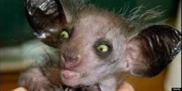 What The Heck Is That Animals You Didn U0026 39 T Know Existed