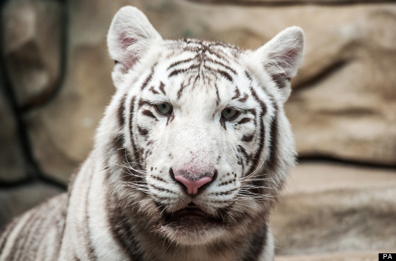 India corruption white tiger