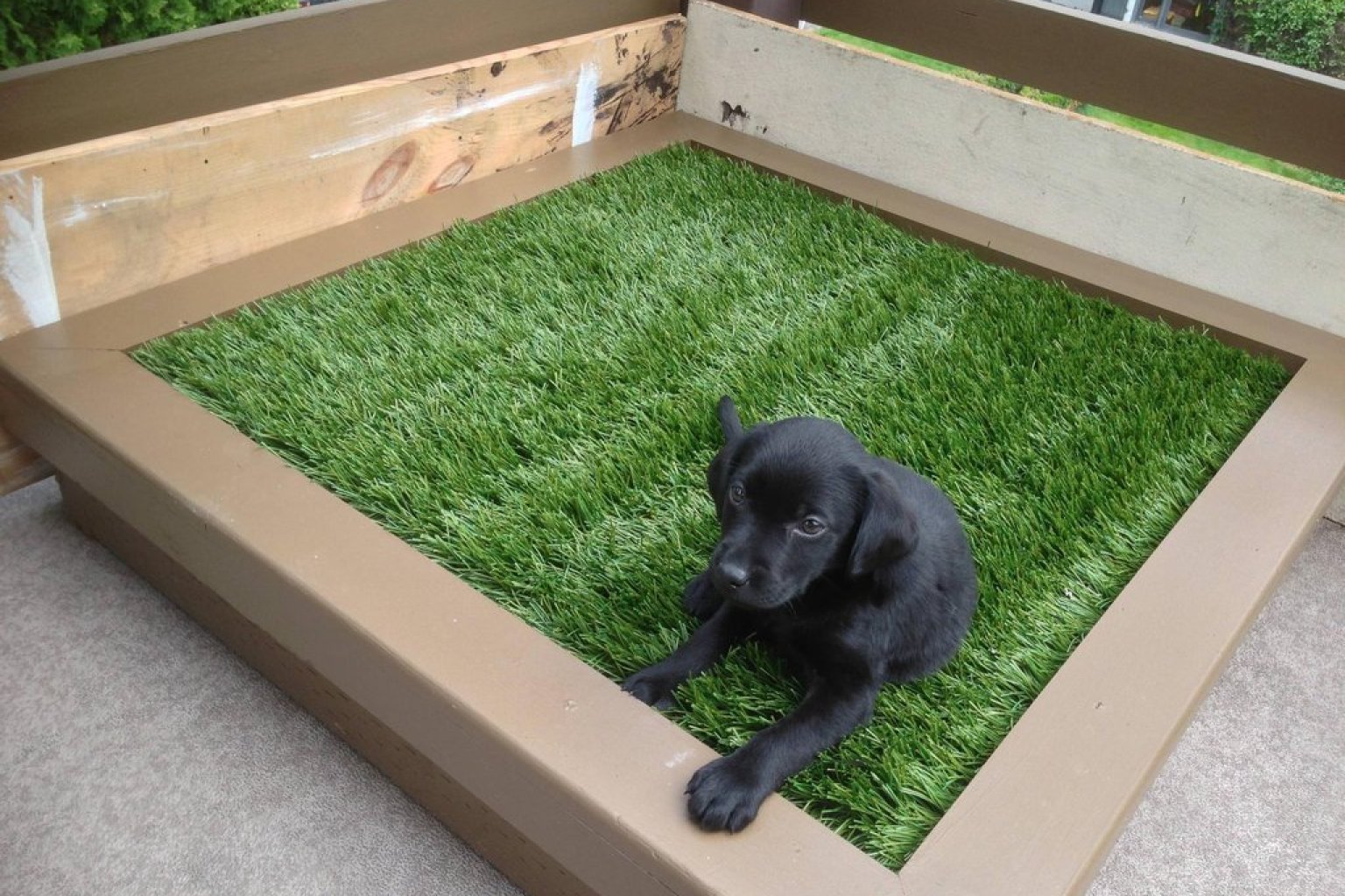 DIY Porch Potty Is The Ultimate Solution For City Dogs Or Lazy Pet 