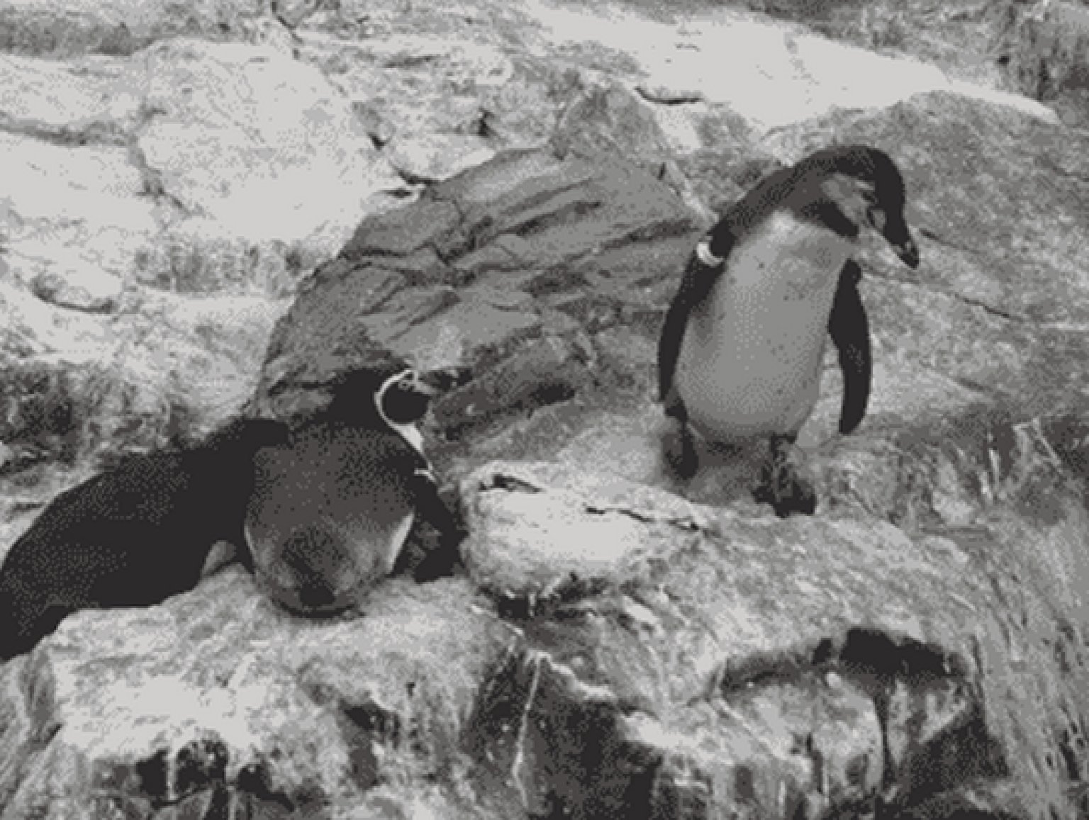 12 Random Penguin GIFs