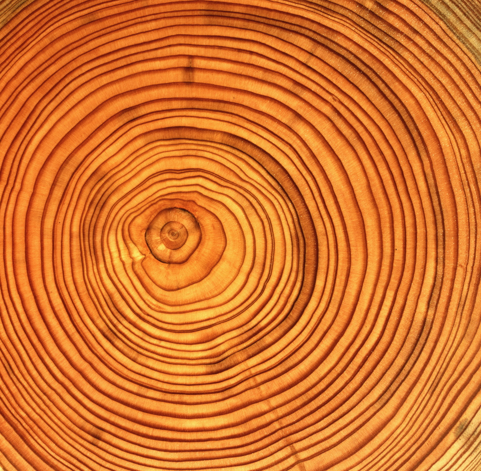 Tree Rings Of Your Life: A Visual, Metaphorical, Self Reflection