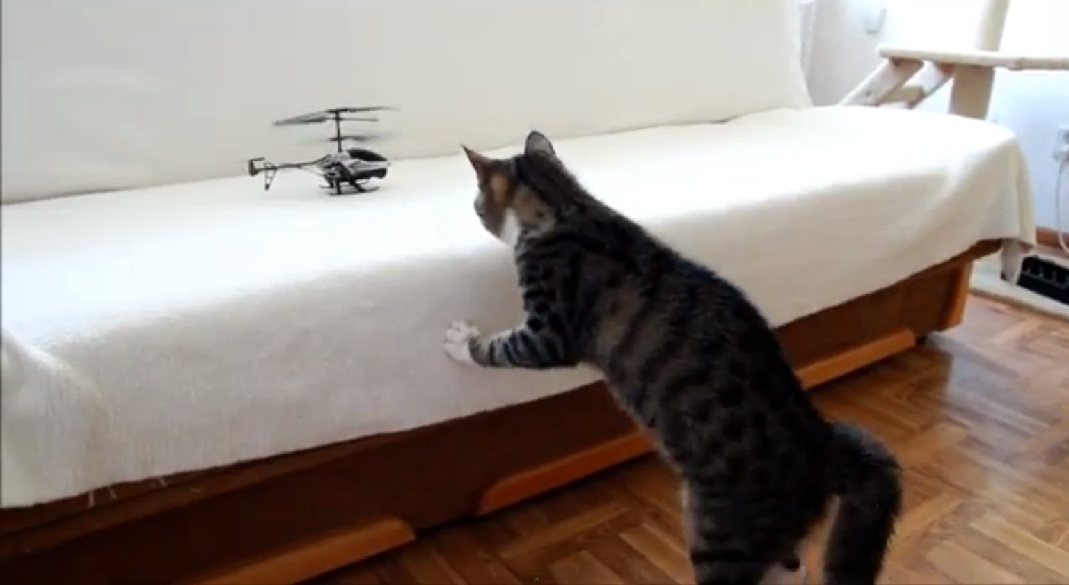 Cat Vs Remote Control Helicopter (VIDEO) HuffPost UK