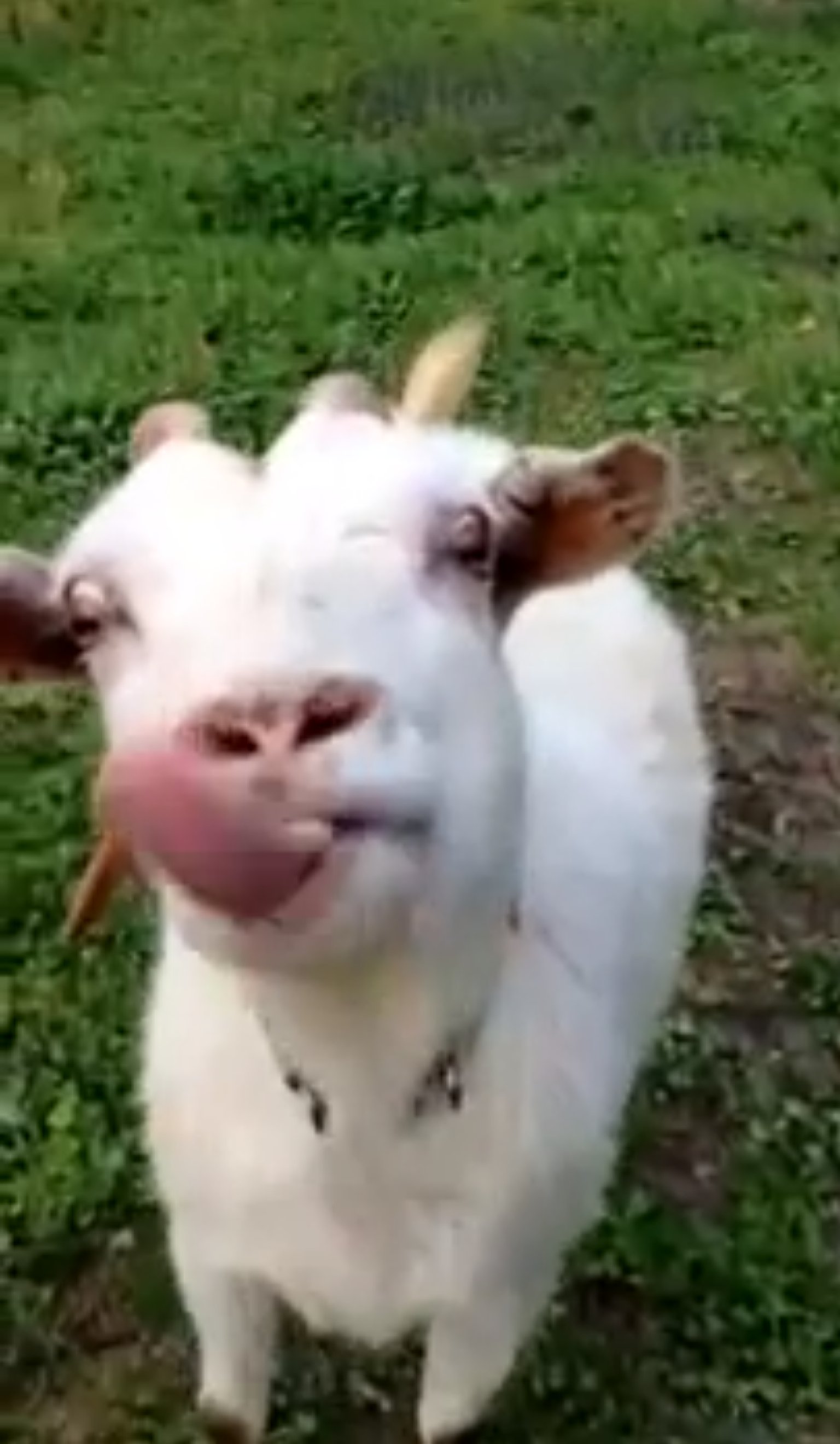 Goat Has A Very Impressive Tongue Video Huffpost Uk