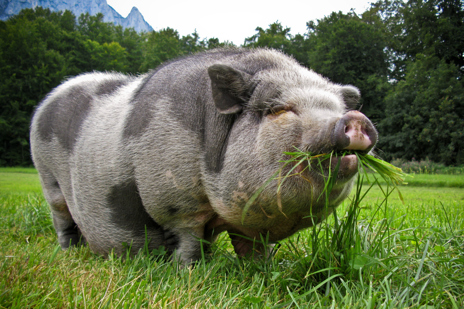 pig-in-jogging-bottoms-rescued-from-hot-car-by-police