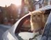 Introducing The Internet's New Favorite Animal