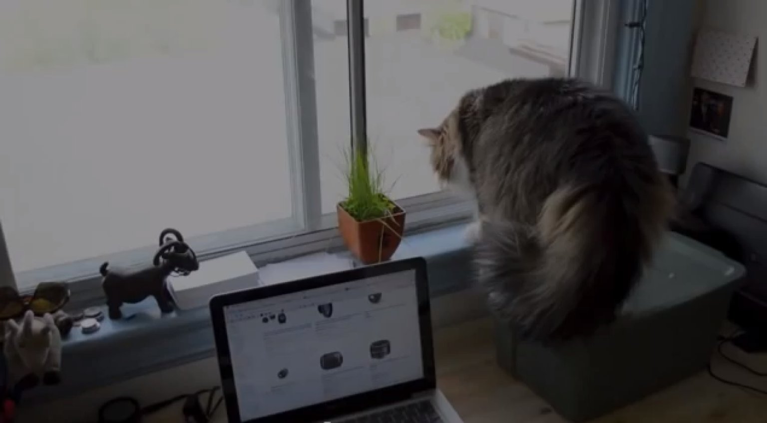 Cat Sees Something Outside The Window... Wait For It (VIDEO) HuffPost