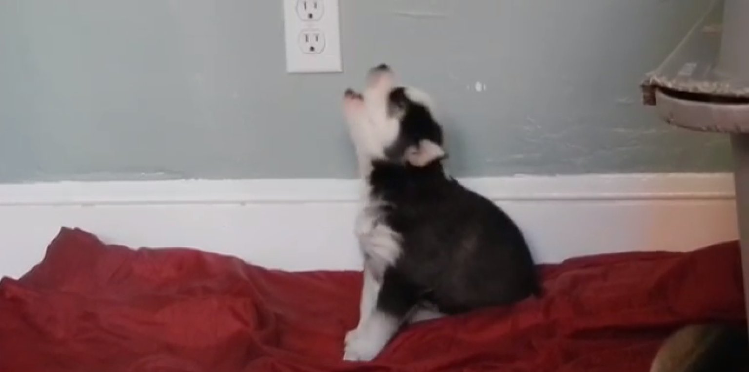 Husky Puppy's Howling Practice Is Going Great (VIDEO) HuffPost