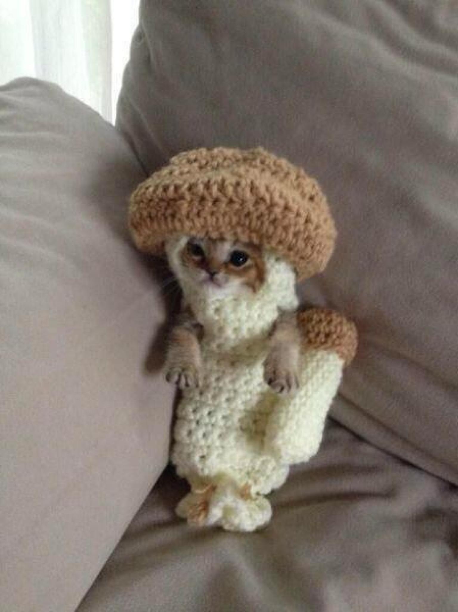 Rescued Kitten In Crocheted Mushroom Costume Steals Hearts HuffPost