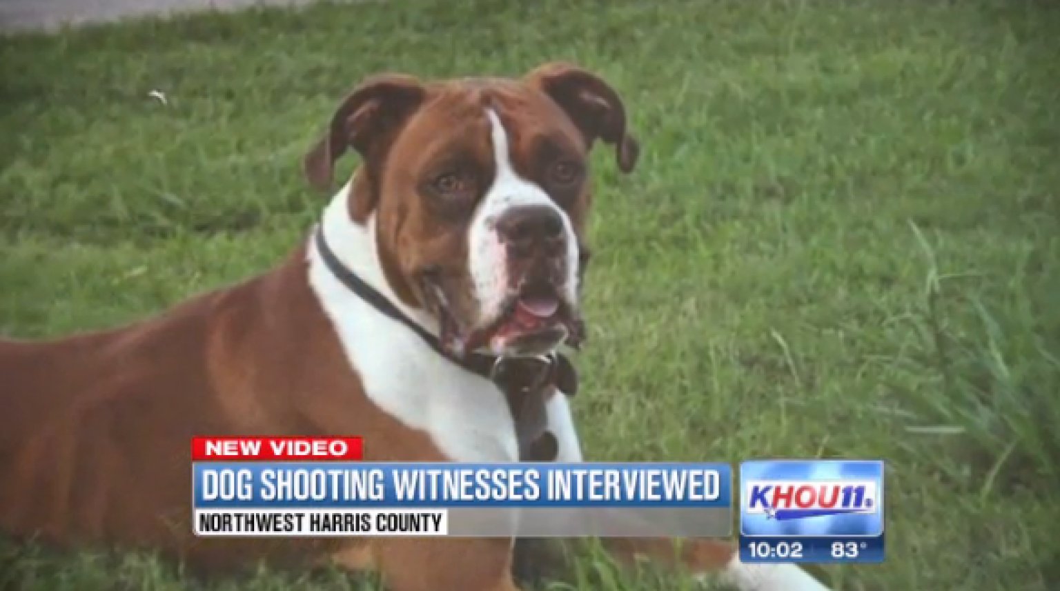 OffDuty Police Officer Shoots Family's Dog Dead HuffPost