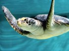 Why You Should Travel Through Life At A Sea Turtle's Pace  