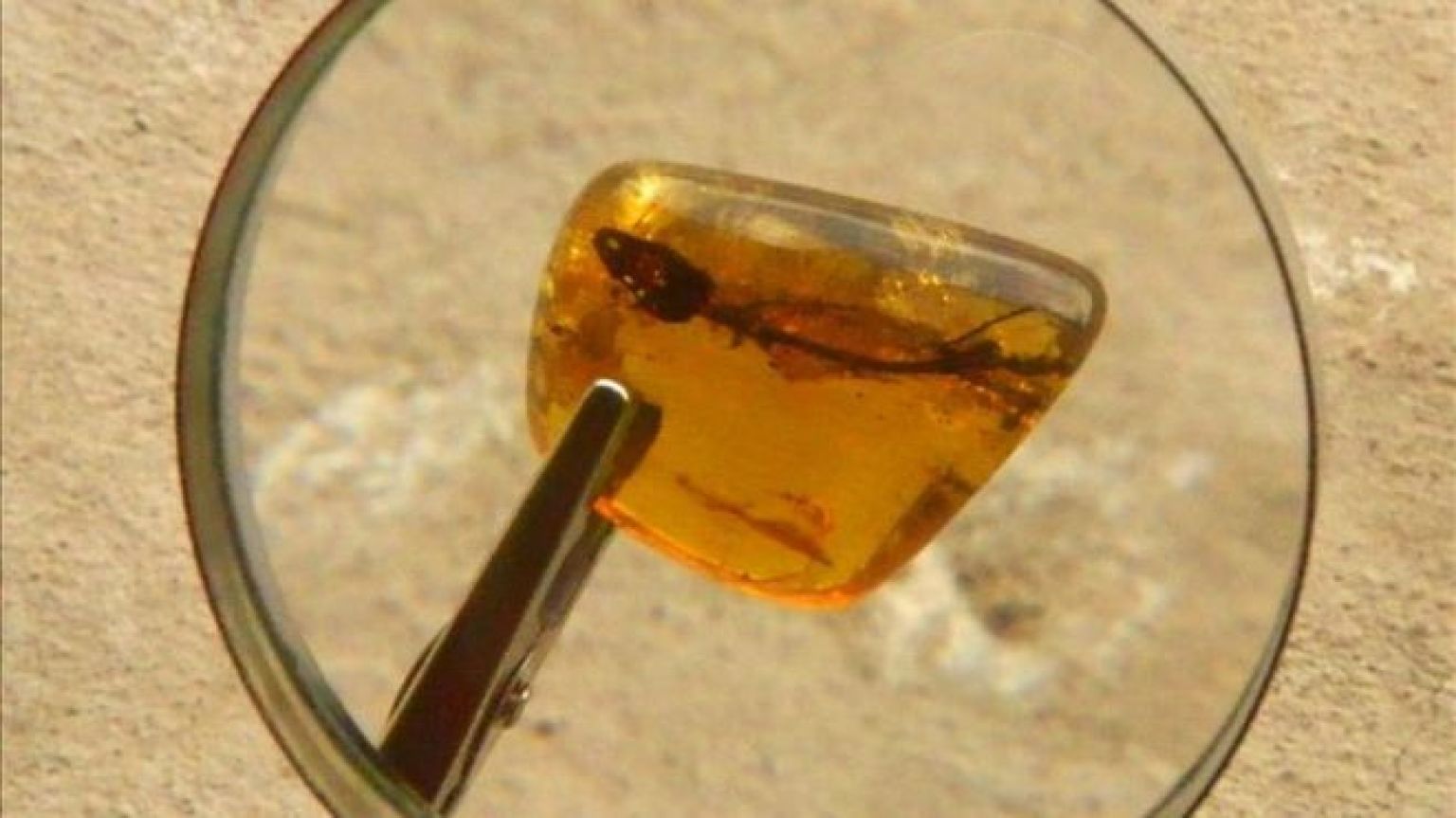 Lizard Fossil Found 23MillionYearOld Remains Preserved In Amber In