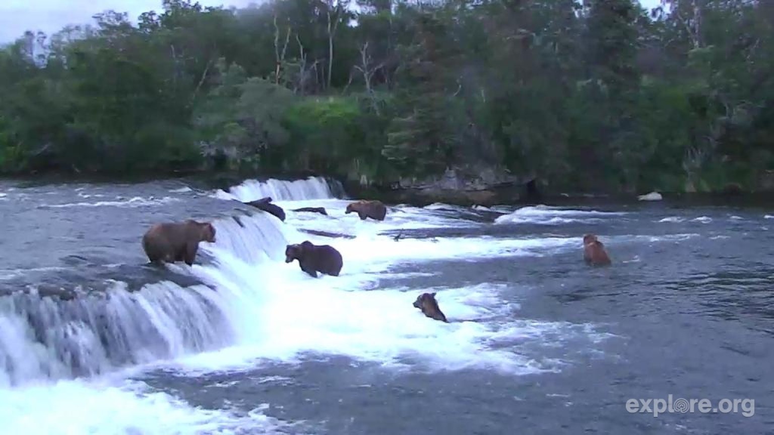 Brown Bears' Alaskan Salmon Run Broadcast Live Online (VIDEO) HuffPost UK