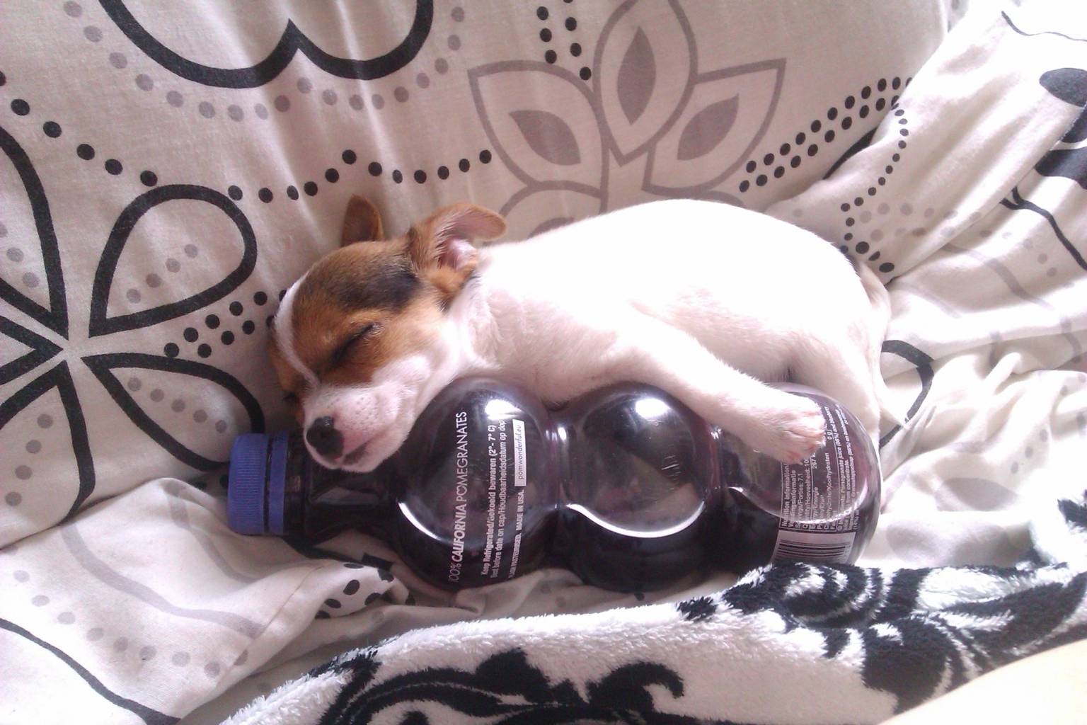 Puppy With Juice Photo This Little Guy Stays Hydrated While Napping