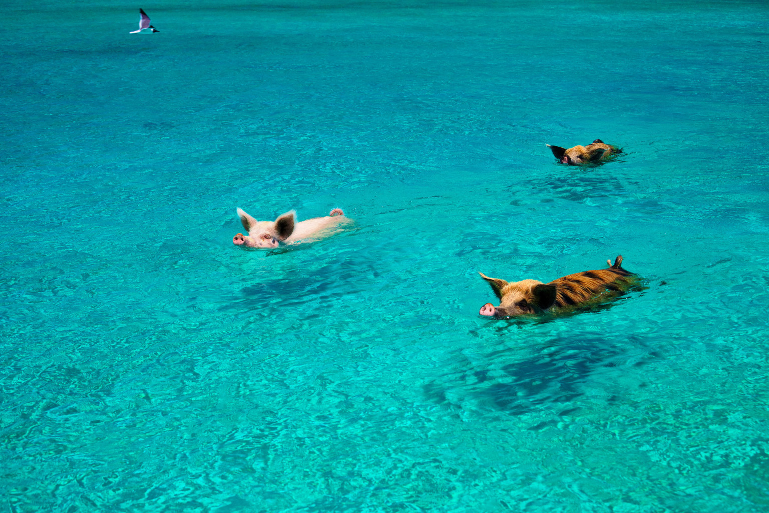 Pig Beach, Bahamas Swimming Pigs Is A Thing On Island