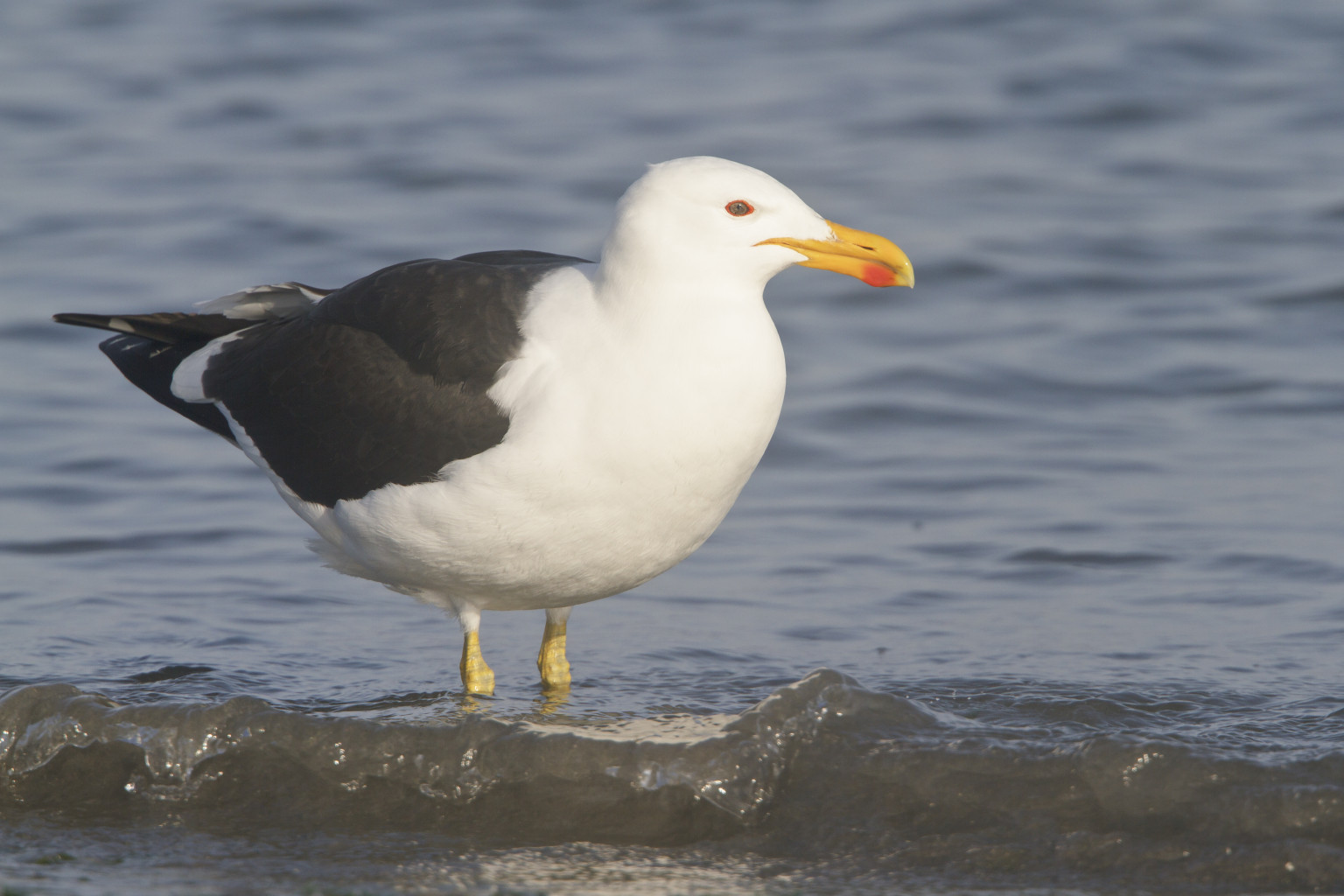 Southern Right Whales In Argentina Attacked By Seagulls, Potentially 