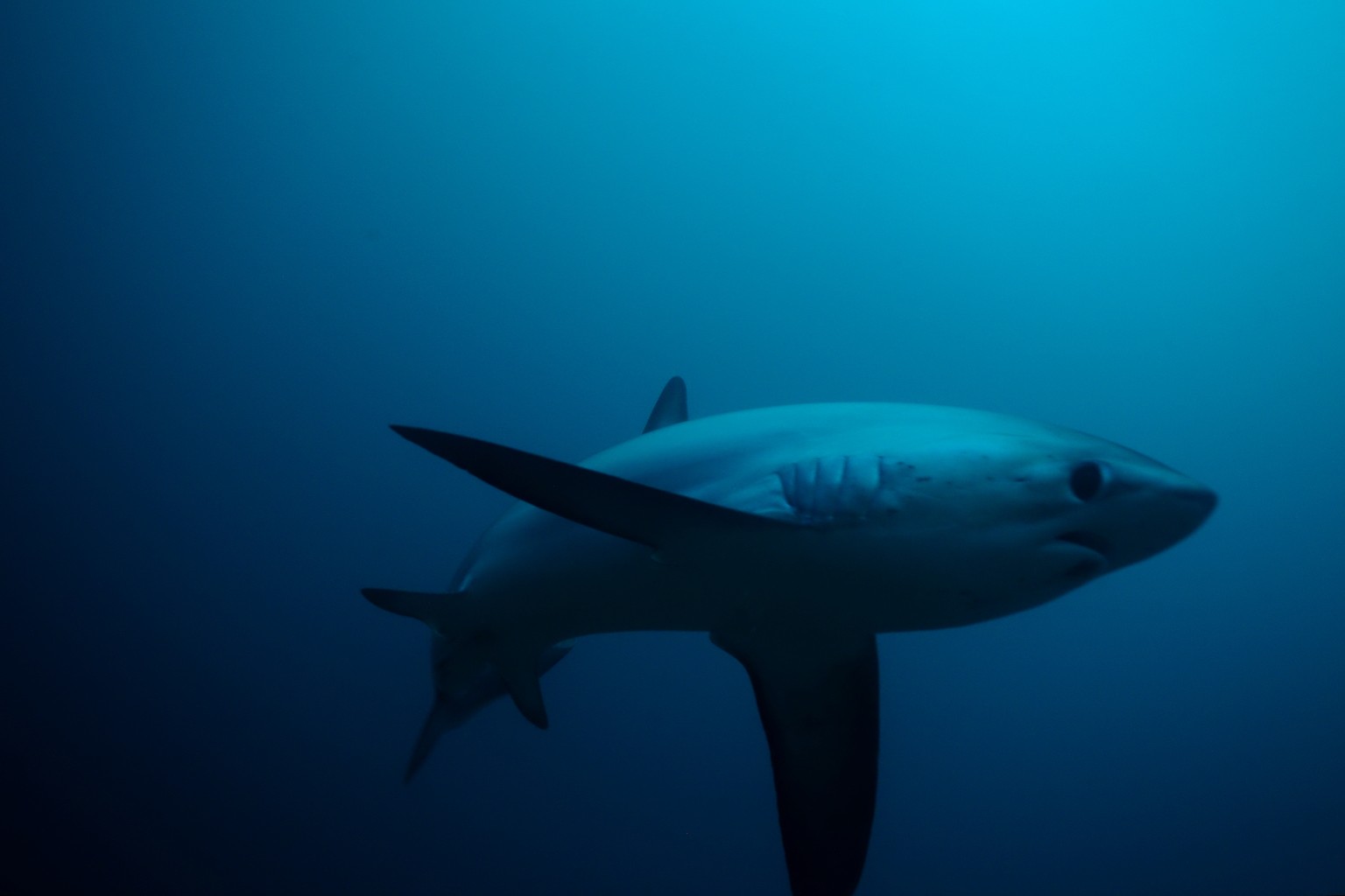 Sharks Slap Prey With Tail Fins During Hunting In Underwater Footage