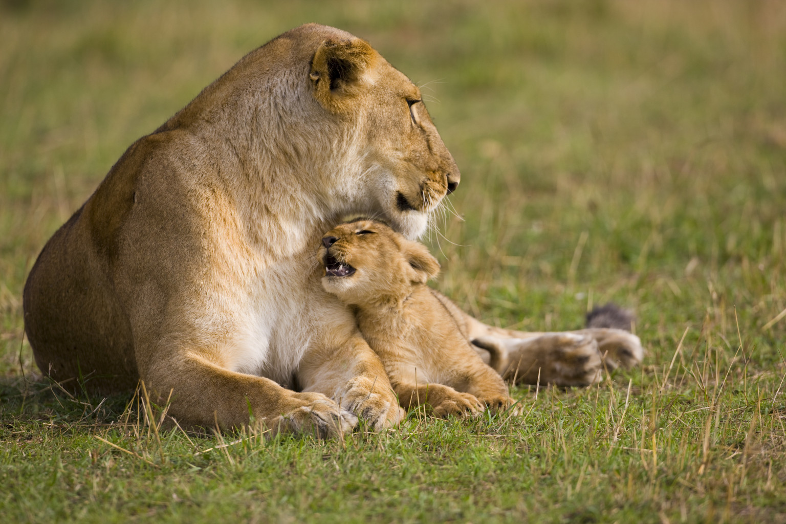 Mammals May Choose Sex Of Offspring As Mothers Bodies Respond To Environmental Cues Huffpost