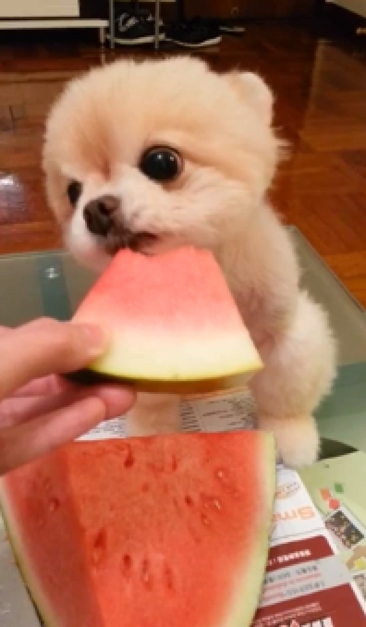 Cute Dog Eats Watermelon In A Minute Of Pure Bliss VIDEO 