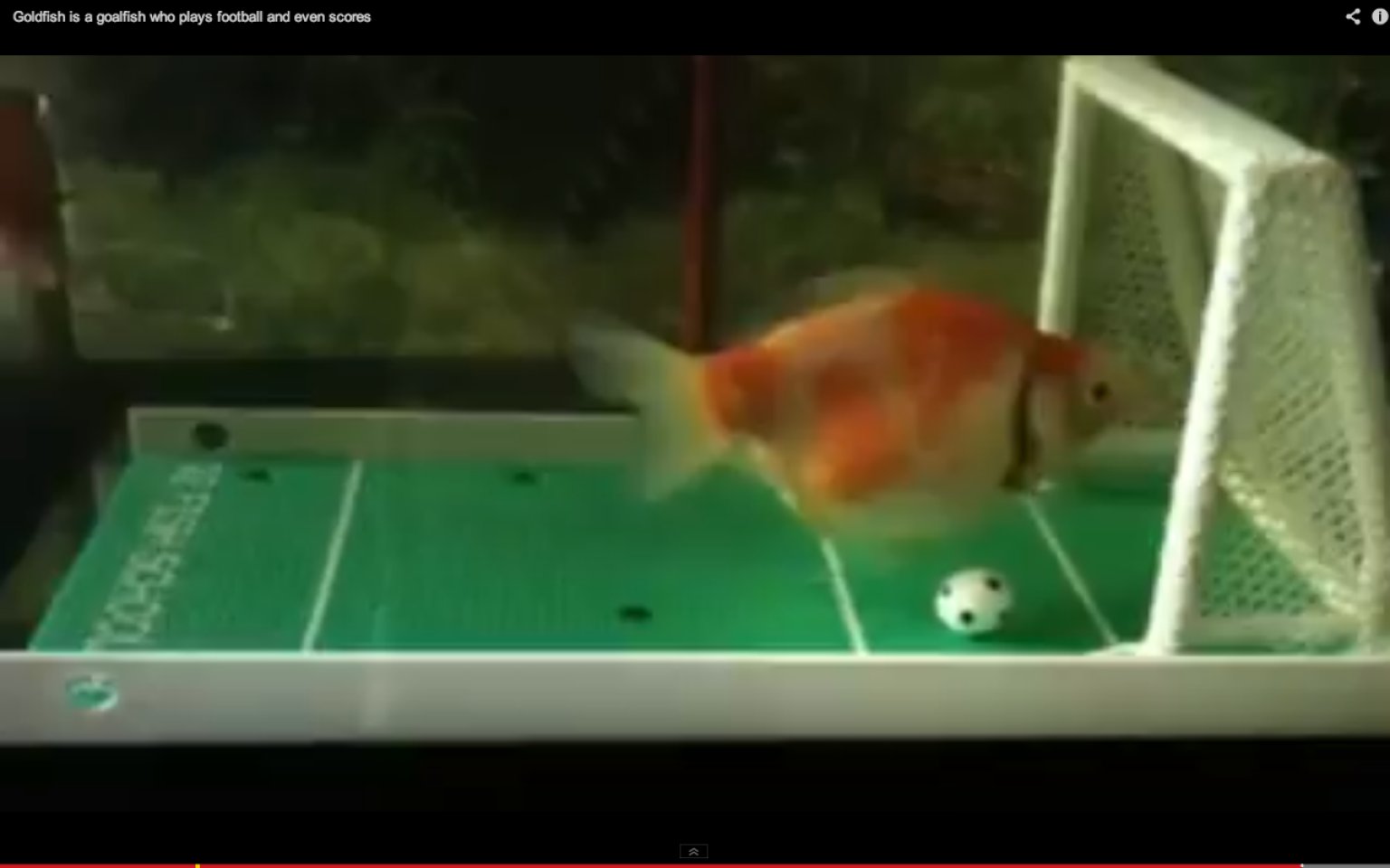 Goldfish Plays Soccer, 'Goalfish' (VIDEO)