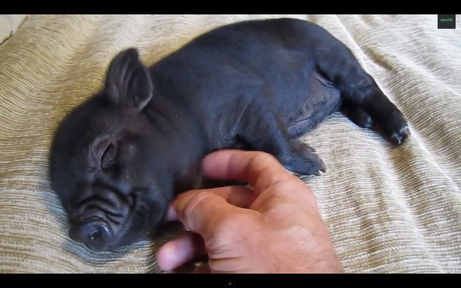 Teacup Pigs by Aliza Rojas