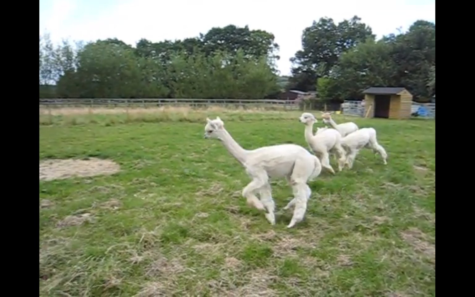 Alpaca dating website