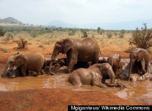 Elephants Bath