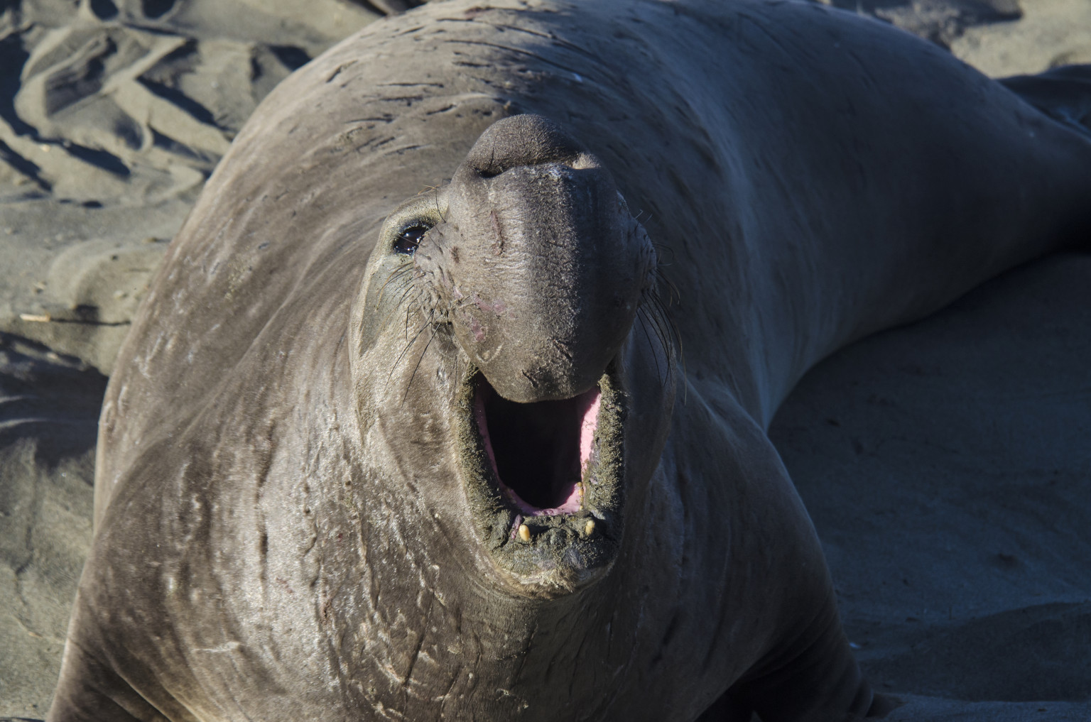 Elephant Seals In Malibu Are Released Back Into Their Natural Habitat