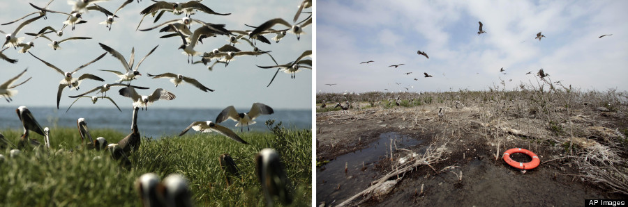 barataria bay 2011