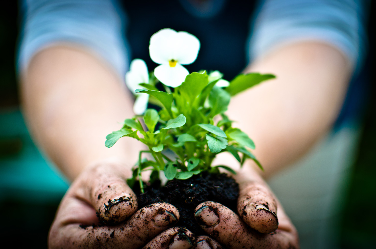 essay on building a friendship is like planting a garden