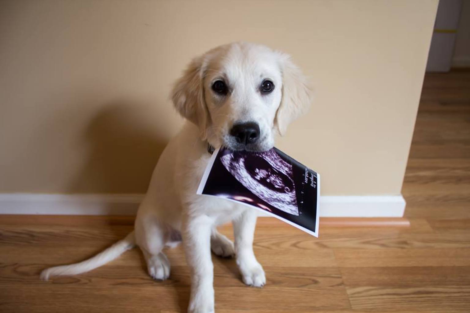 The Dog Ate Their Sonogram (PHOTO) | HuffPost