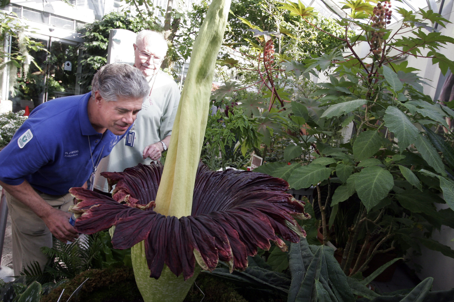 D C On Edge Waiting For Corpse Flower Worlds Stinkiest D C On Edge Waiting For Corpse Flower Worlds Stinkiest