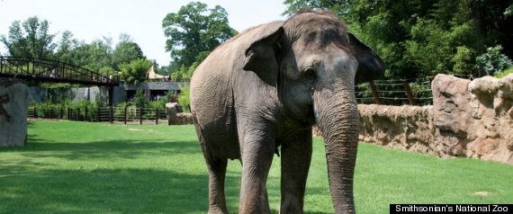 Video Of Shanthi The National Zoo's Harmonica Playing Elephant Was Most ...