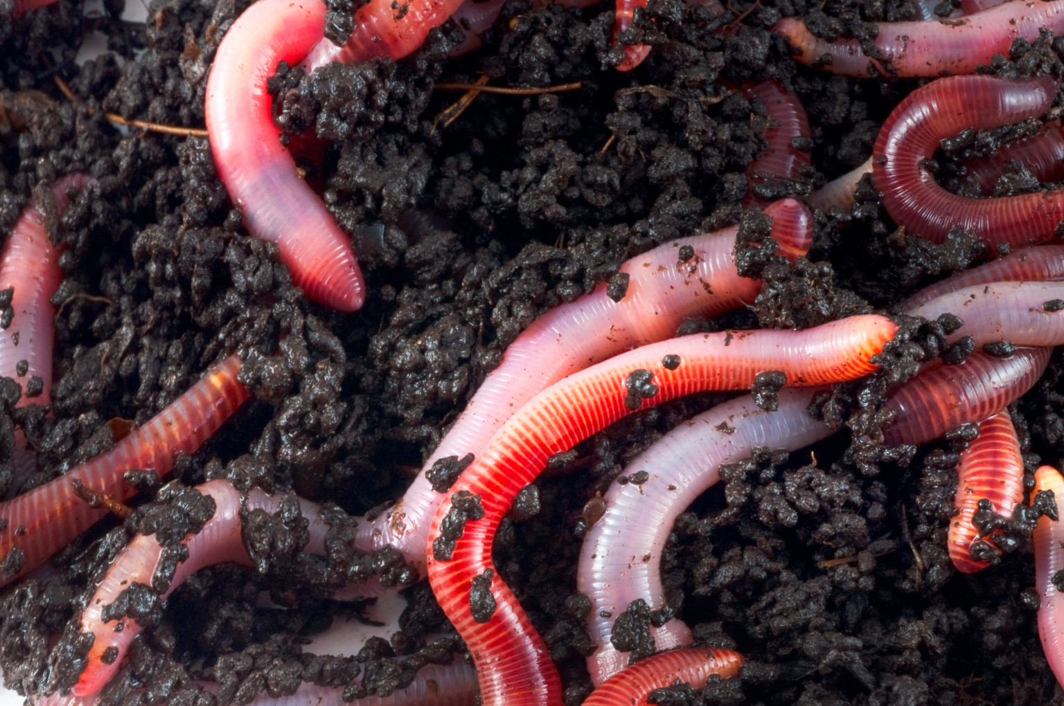 Earthworms' Avoidance Of Beetles Boosts Plant Growth, Research Shows