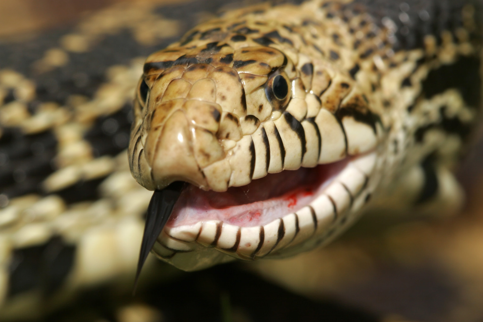 Canada's Biggest Snakes Are Under Surveillance